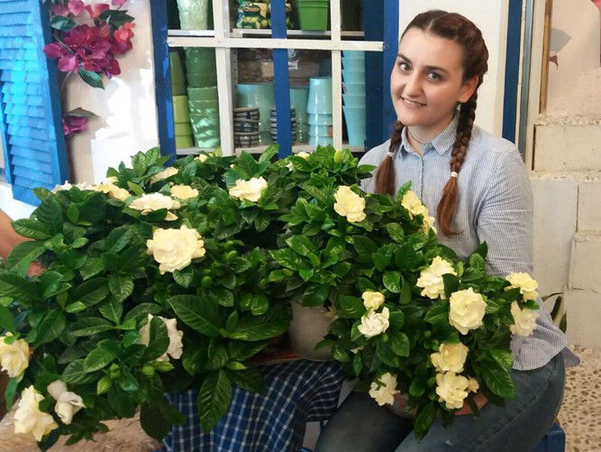 GARDENIA, FLOAREA FRUMOASA SI PARFUMATA.