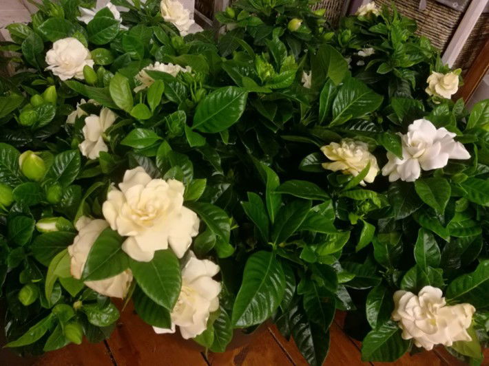 GARDENIA, FLOAREA FRUMOASA SI PARFUMATA.