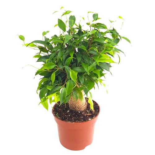 Ficus Benjamin Kinky cu iuta