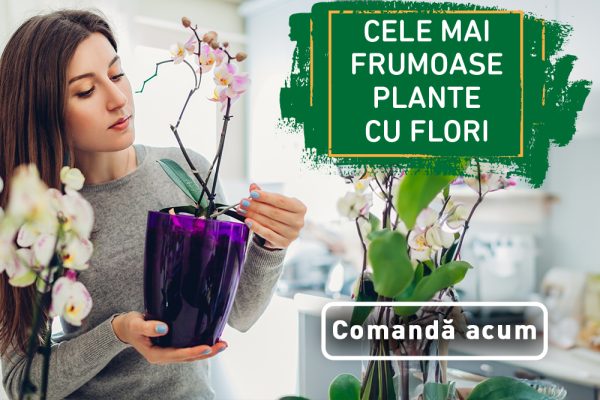 Floraria Trias cele mai frumoase plante cu flori orhideebanner_site mobile