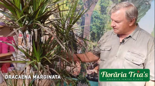 DRACAENA MARGINATA, O PLANTA ELEGANTA PENTRU CASA TA.