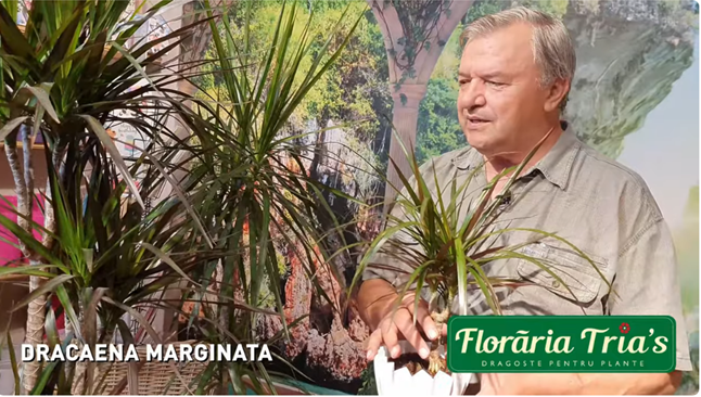 DRACAENA MARGINATA, O PLANTA ELEGANTA PENTRU CASA TA.