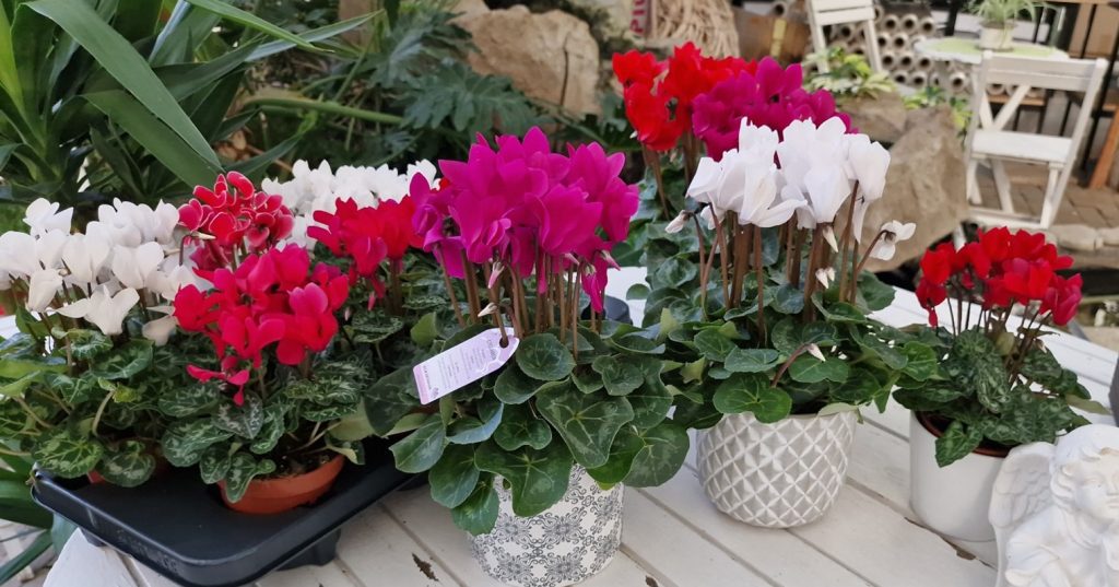 CYCLAMEN, FLOAREA CE A DAT NUMELE UNEI CULORI.