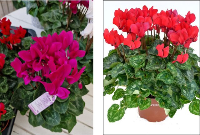 CYCLAMEN, FLOAREA CE A DAT NUMELE UNEI CULORI.