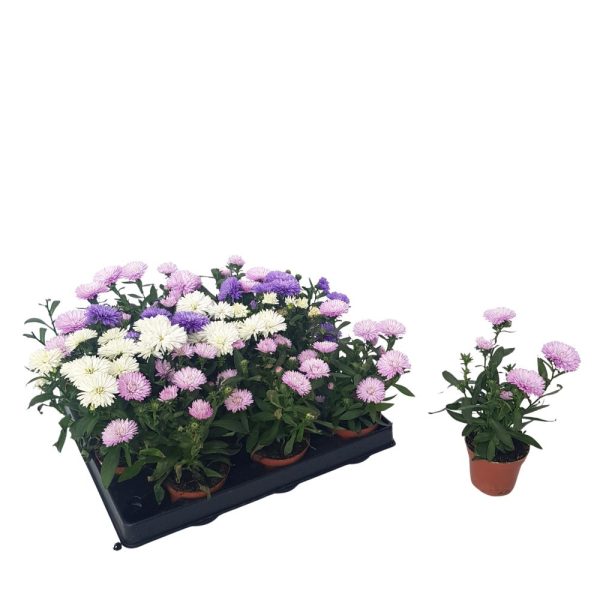 Aster victoria mini