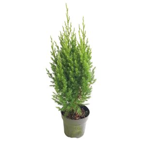 Juniperus Chinensis Stricta