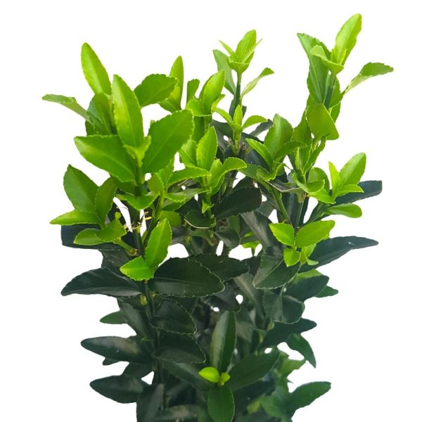 Euonymus D 10