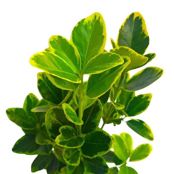 Euonymus D 10