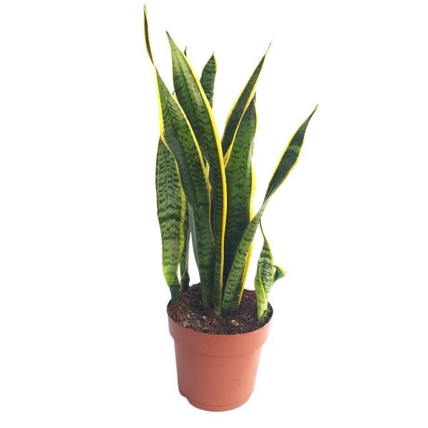 Sansevieria Laurentii bicolor D 22