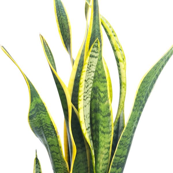 Sansevieria Laurentii bicolor D 22