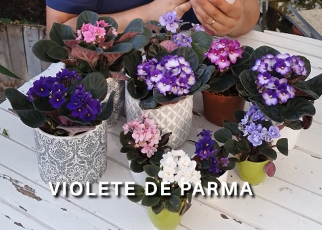 VIOLETE DE PARMA, FLORI PERENE DELICATE SI PARFUMATE.