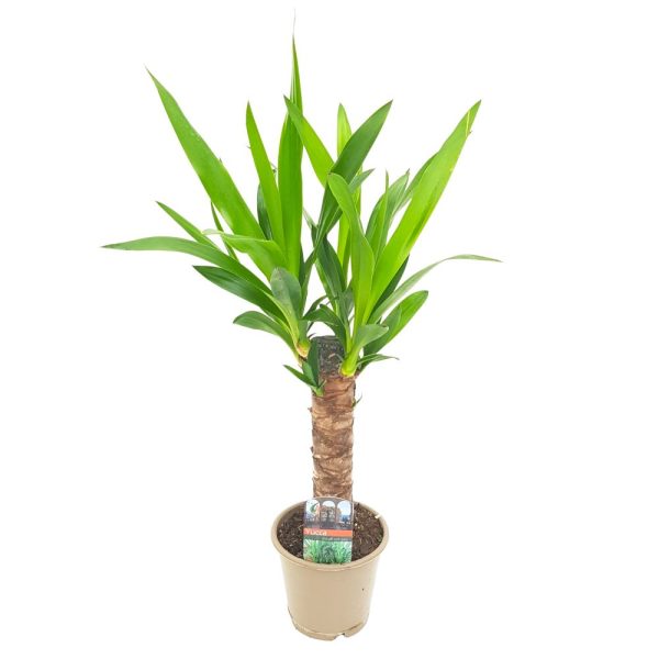 Yucca 1 Tulpina D 13