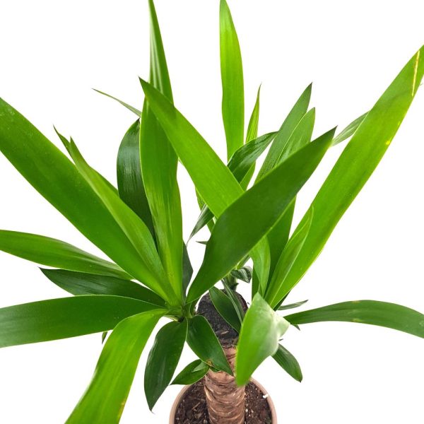 Yucca 1 Tulpina D 13