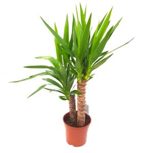 Yucca 2 Tulpini D 17