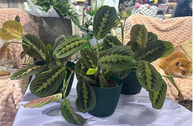 MARANTA, PLANTA CARE SE ROAGA.