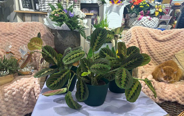 MARANTA, PLANTA CARE SE ROAGA.