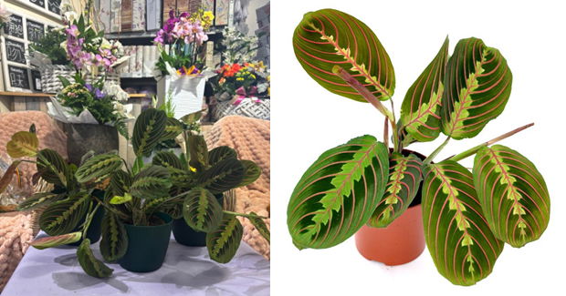 MARANTA, PLANTA CARE SE ROAGA.